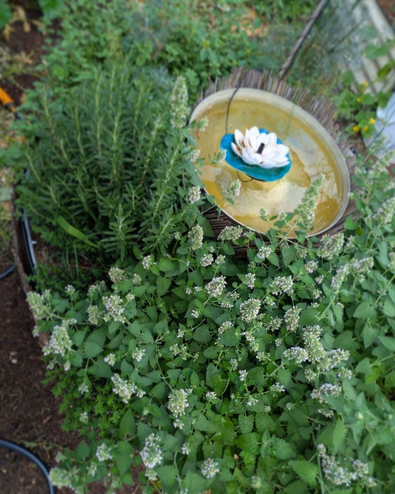 Plant Ground Cover Herbs