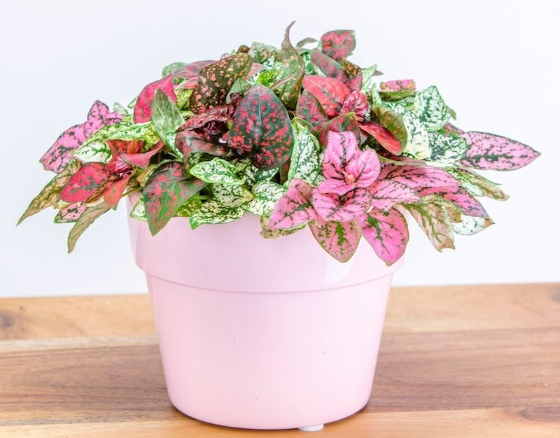 Whimsical Polka Dot Plant