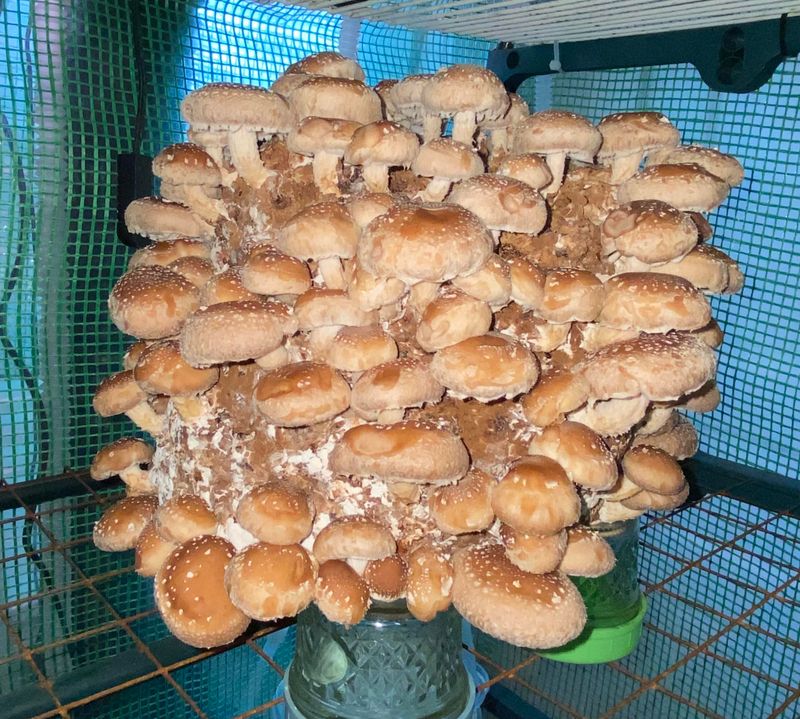 Induce Fruiting
