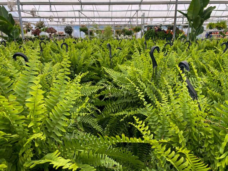 Group Ferns For Humidity Benefits