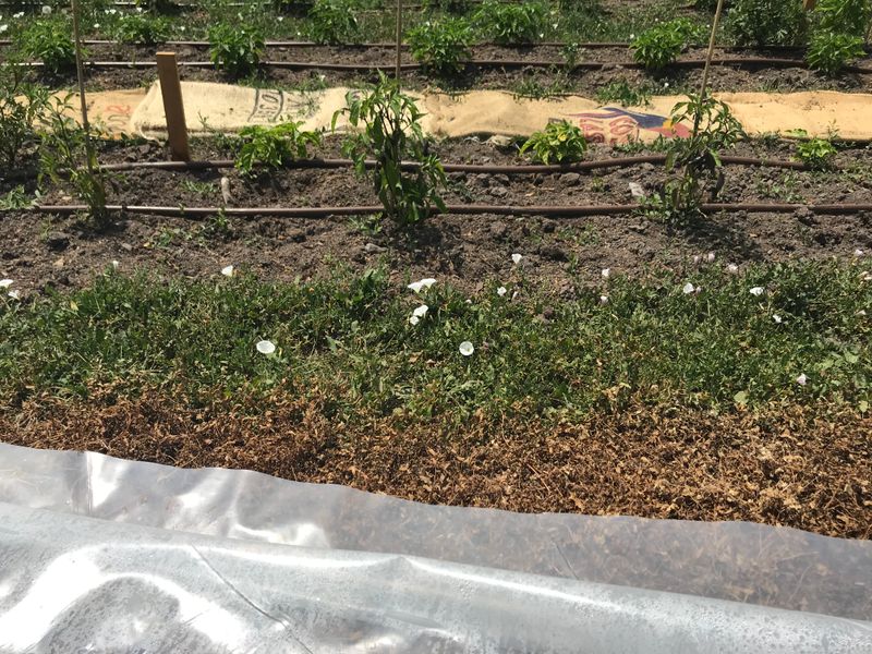 Try Soil Solarization