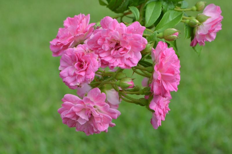Implement Deadheading Routines