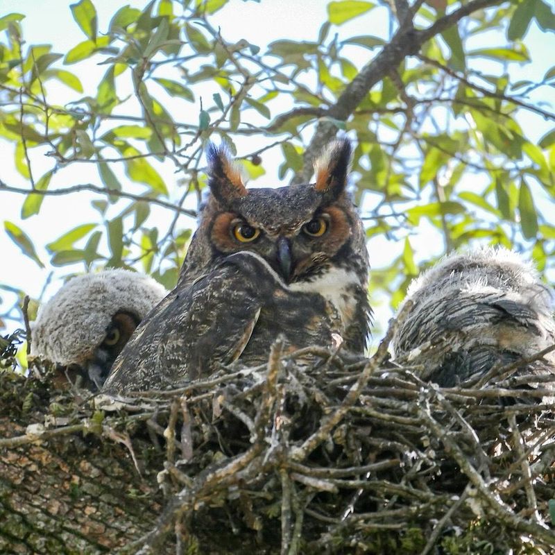 Great Horned Owls