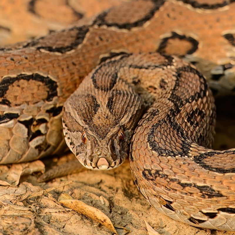 Russell's Viper