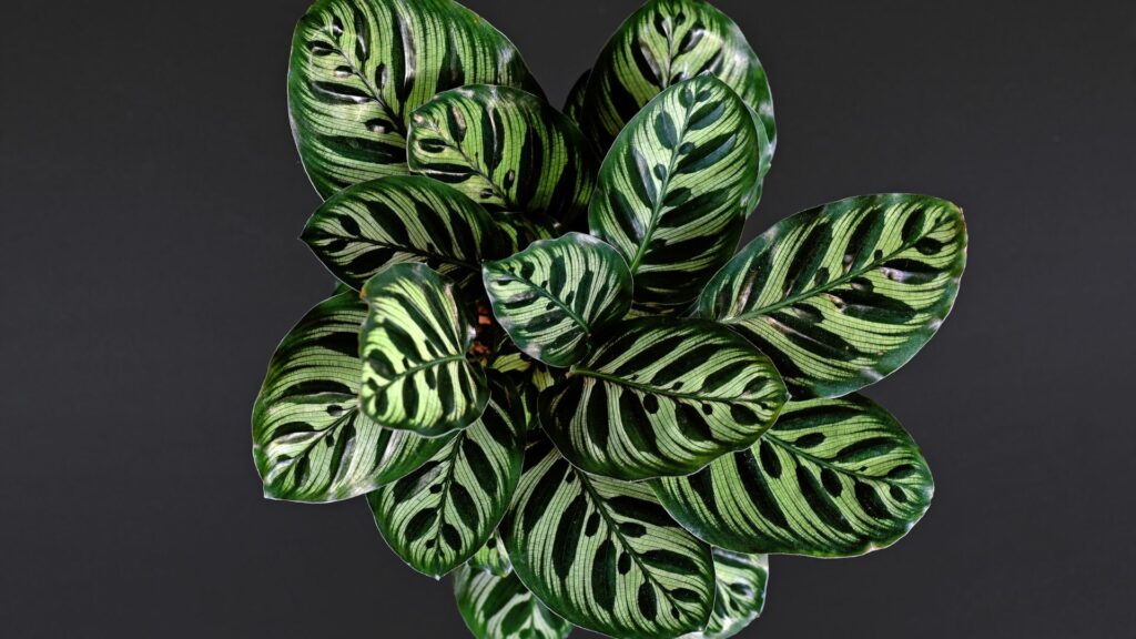 Prayer Plant