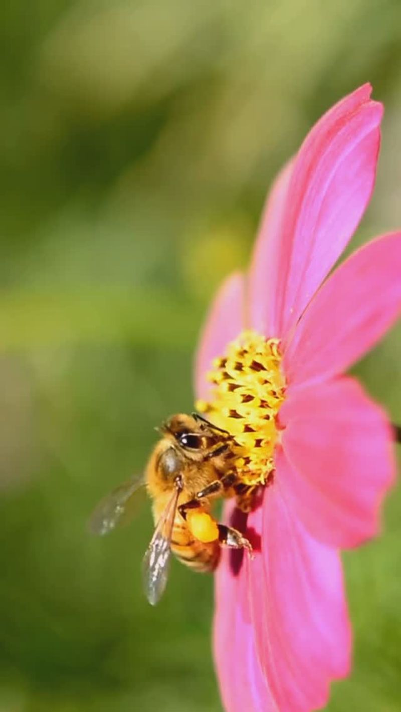 Honeybees: Pollination Champions
