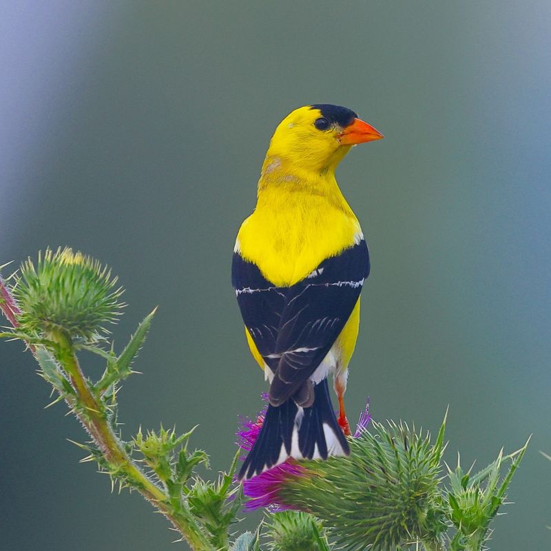 American Goldfinch