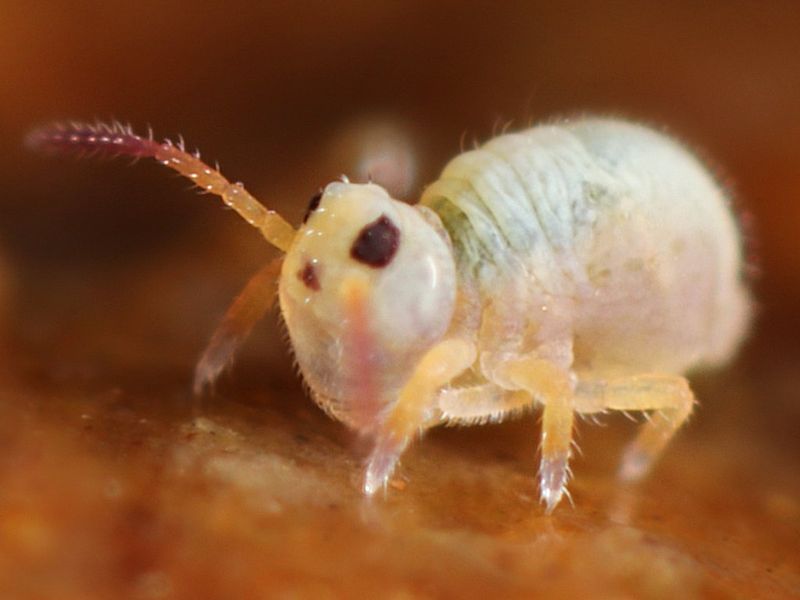 Nutrient-Cycling Springtails