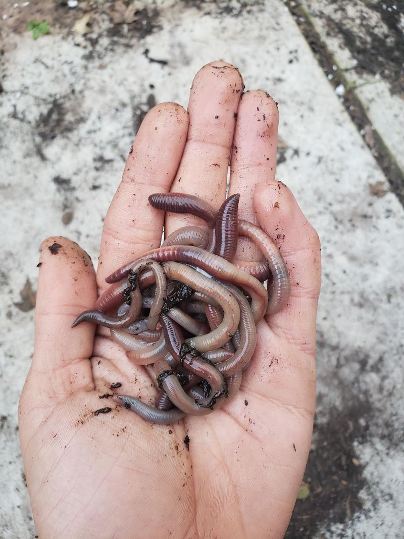 Earthworms: Underground Soil Engineers