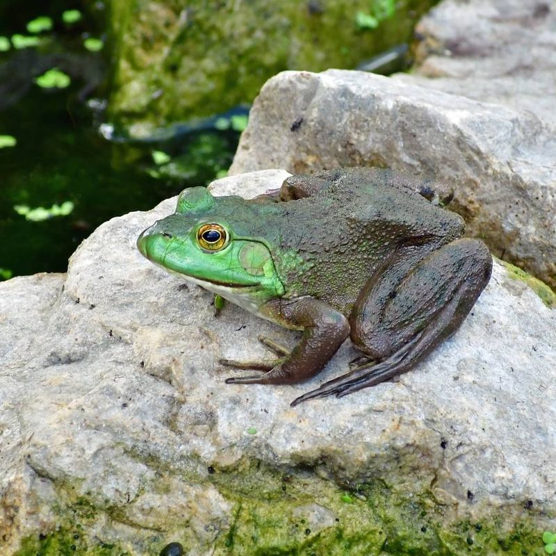 Bullfrogs