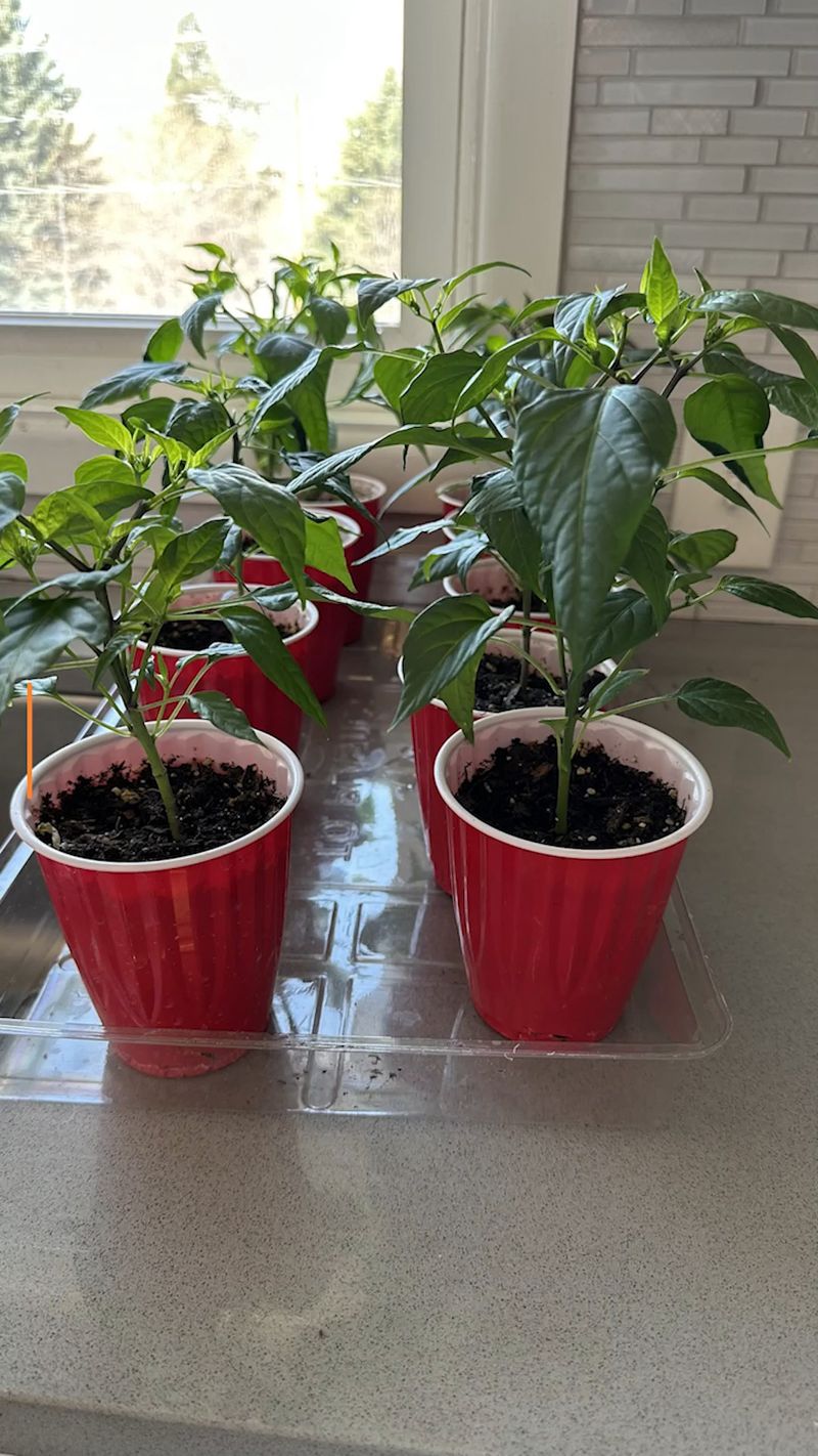 Harden Off Seedlings Properly