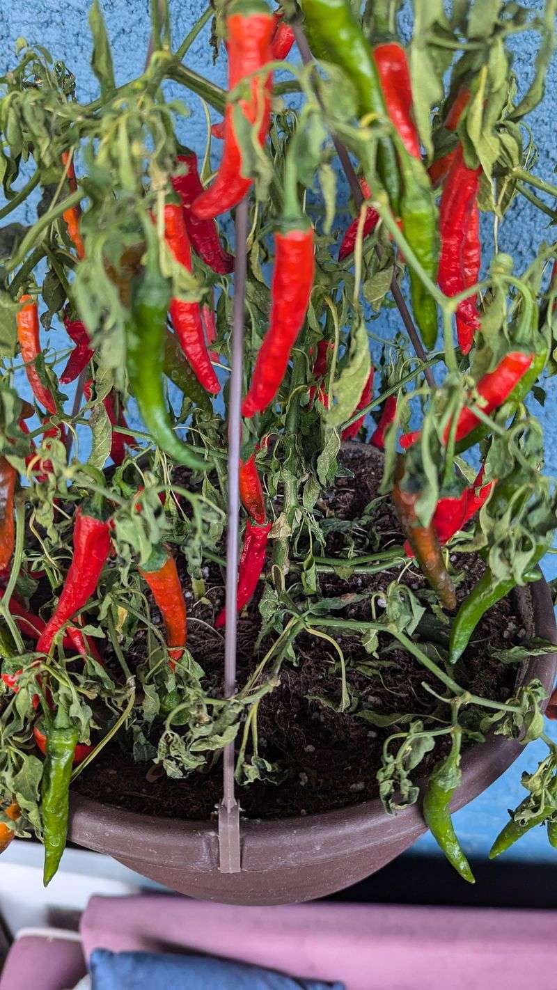 Cayenne Pepper