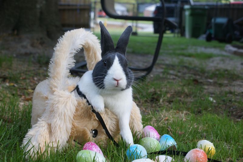 Seasonal Celebrators