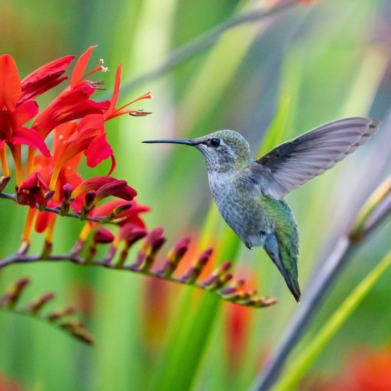Hummingbirds Spread Tiny Flower Seeds