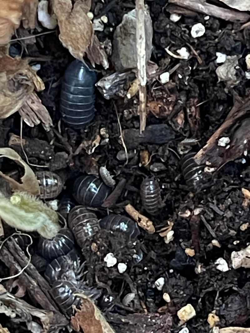 Garbage-Cleaning Sowbugs