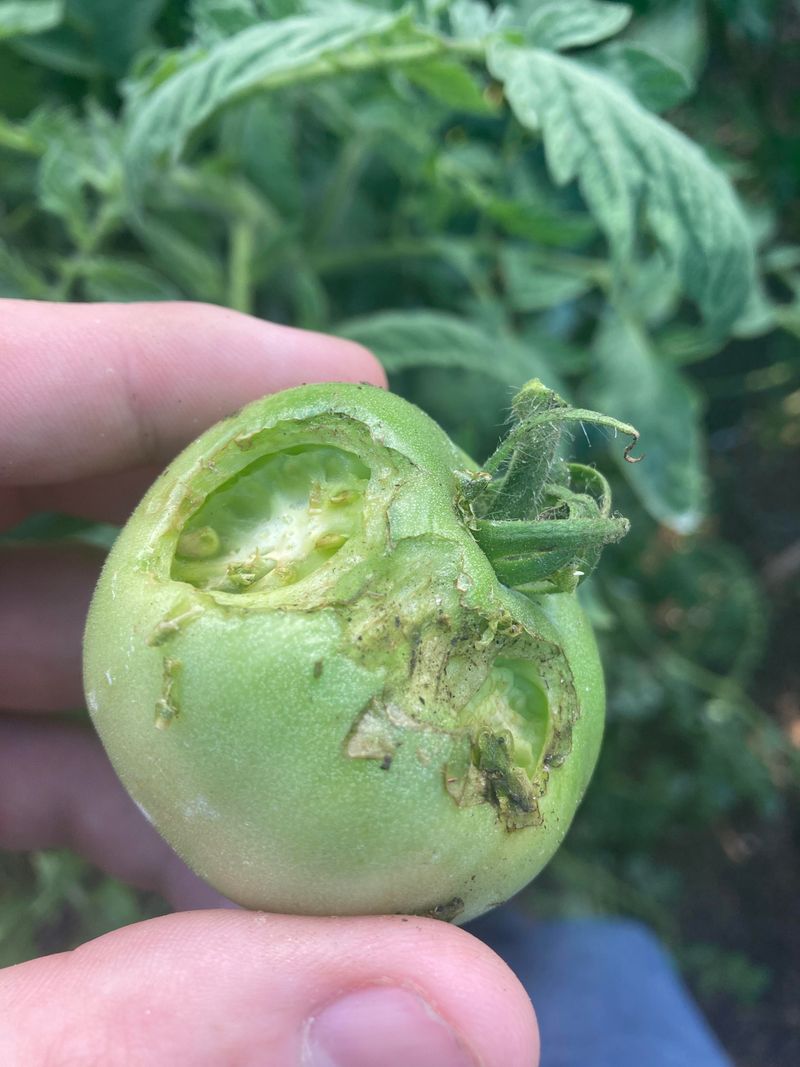 Potential Pest Problems