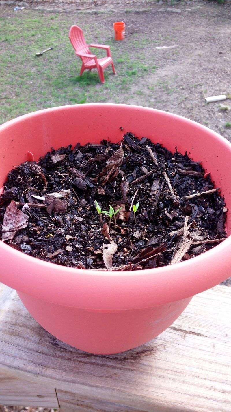 Plant Slices Correctly