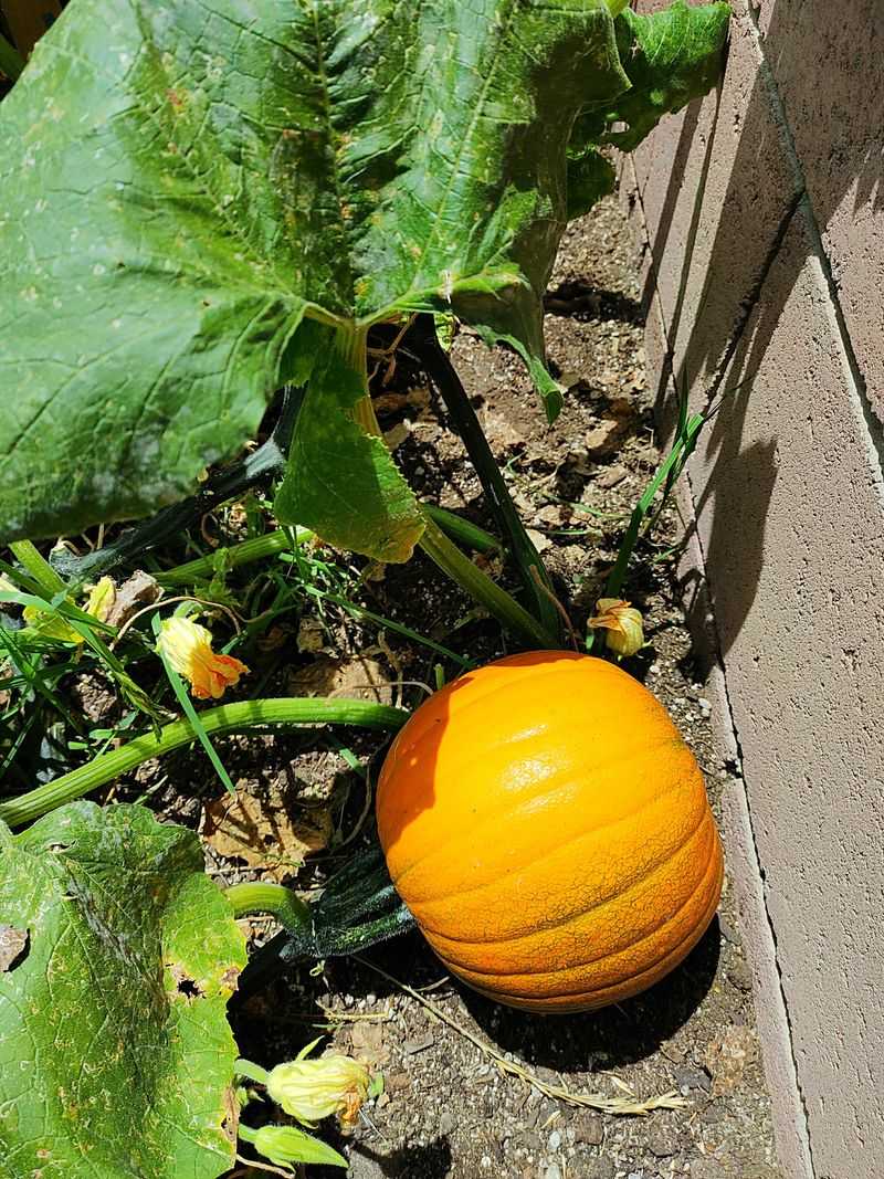 Time Your Planting