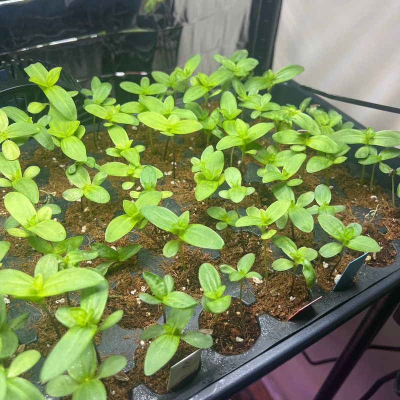 Start Seeds Properly