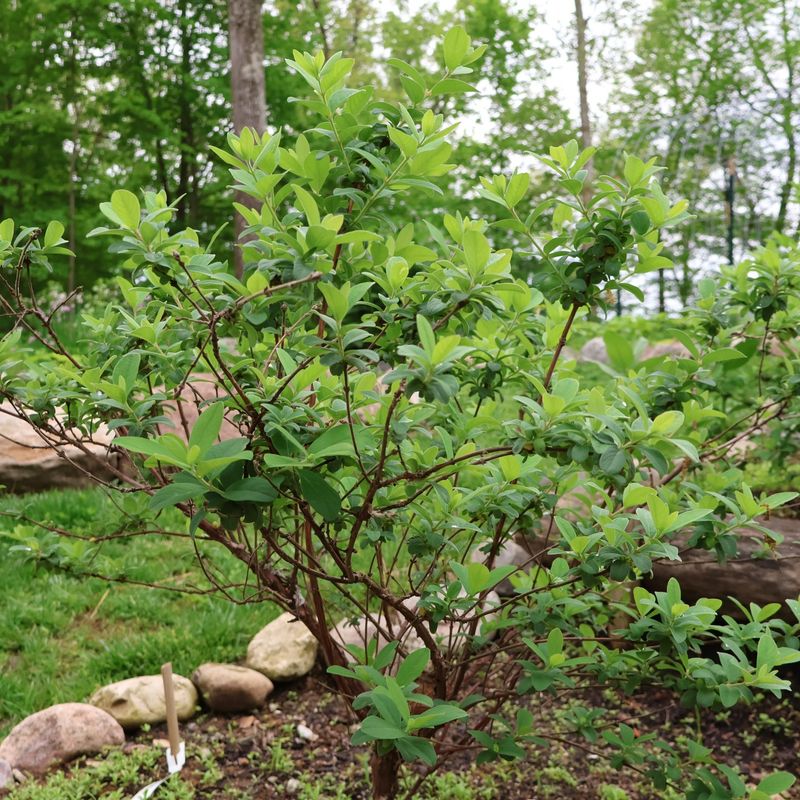 Master Proper Planting Techniques