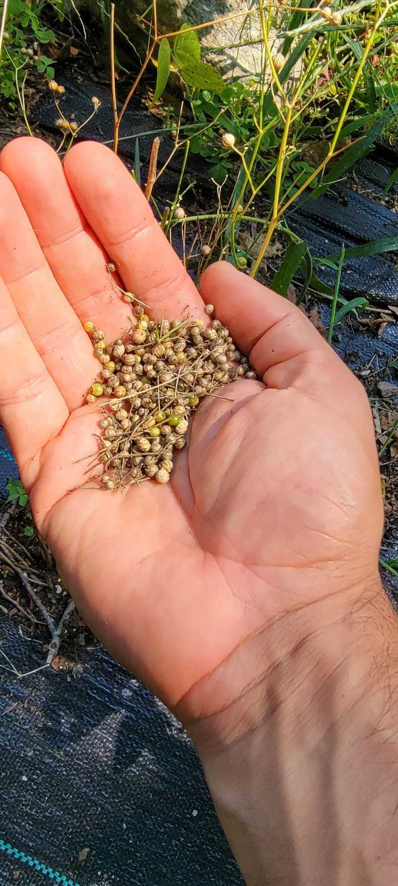 Seed Saving Creates Free Future Gardens