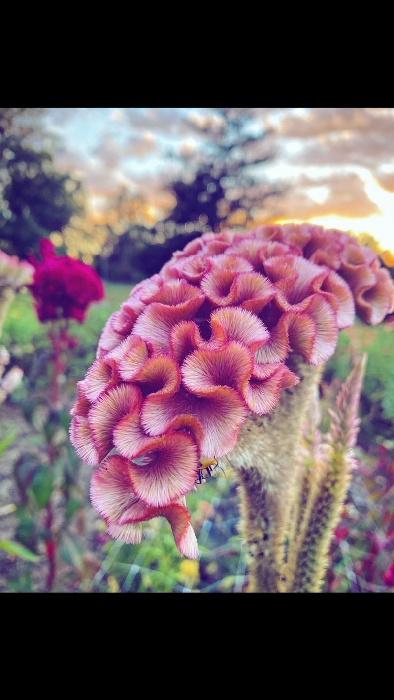 Deadhead for Continuous Blooms