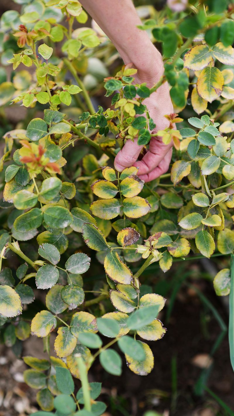 Combat Pests Naturally