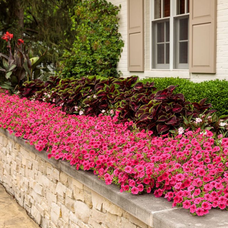 Plant Heat-Tolerant Varieties