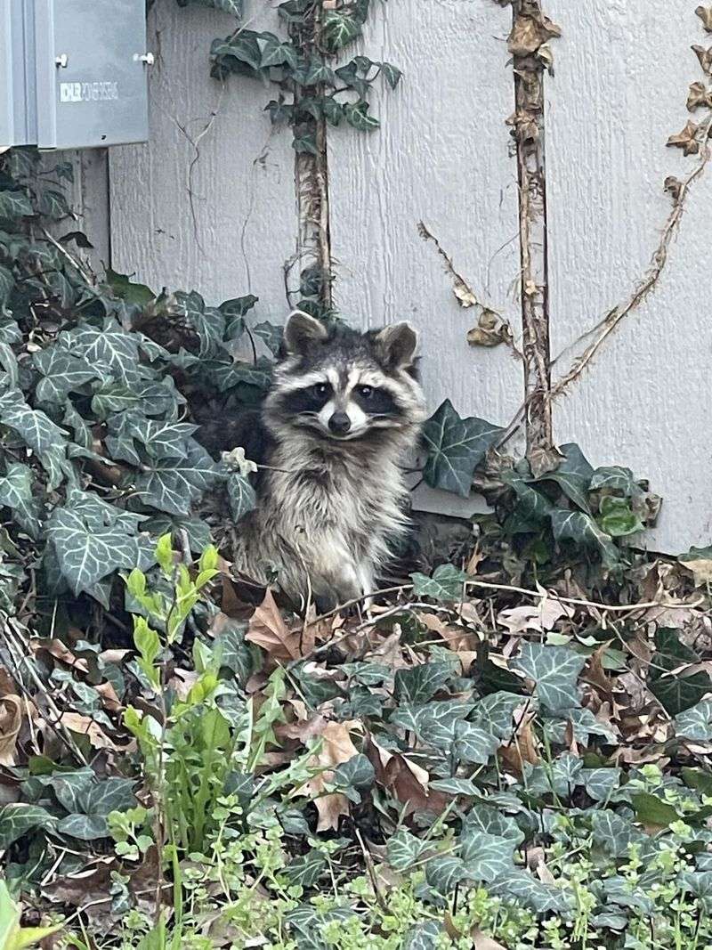 Creating Natural Yard Character