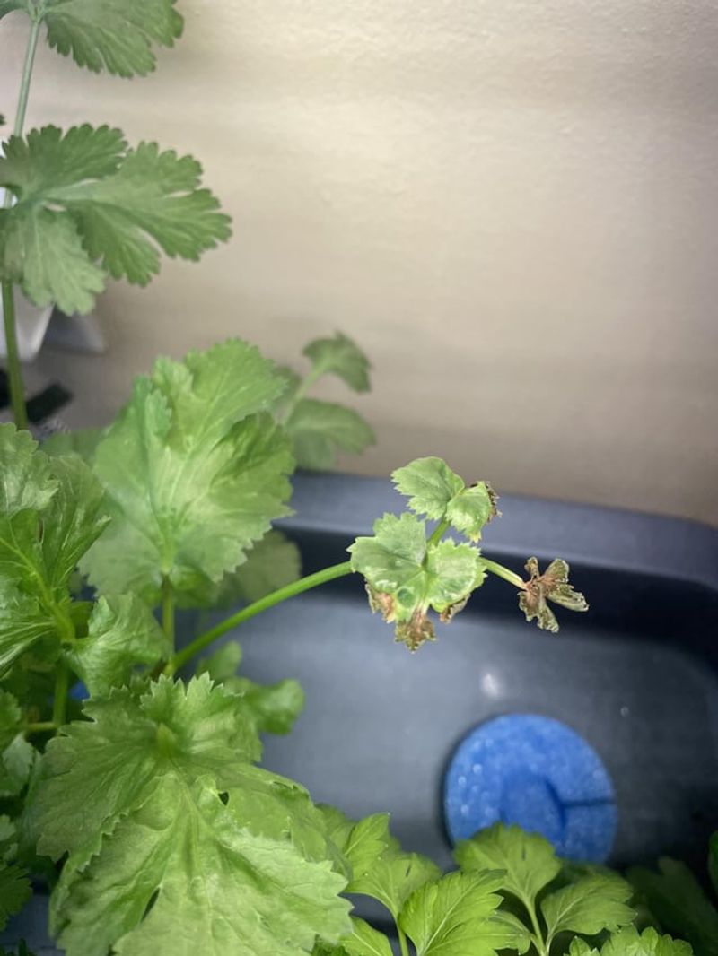 Encourages New Growth