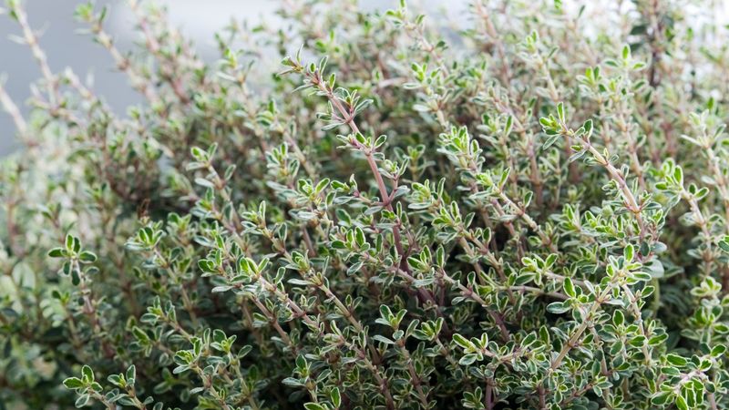 Regulates Soil Temperature