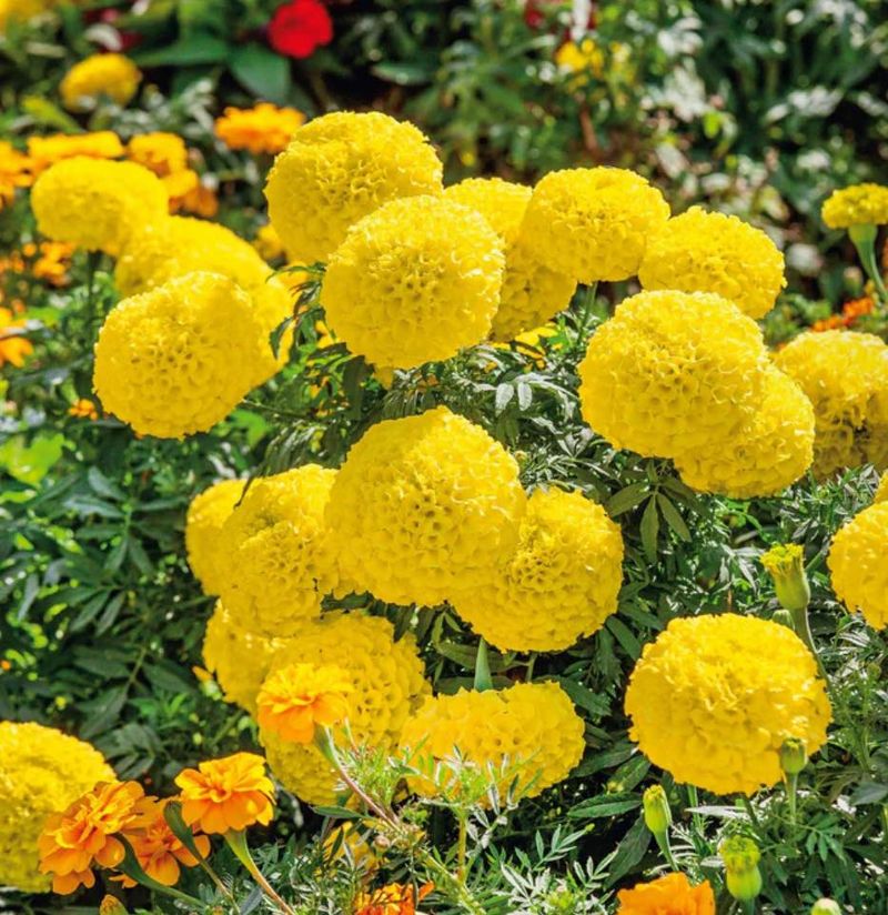 Extends Blooming Season