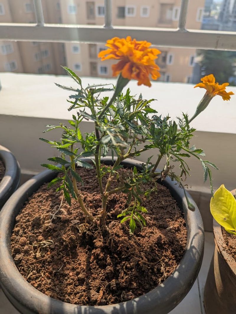 Redirects Plant Energy