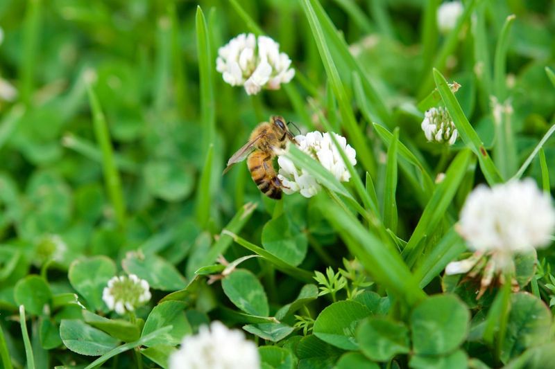 Stays Naturally Pest-Resistant