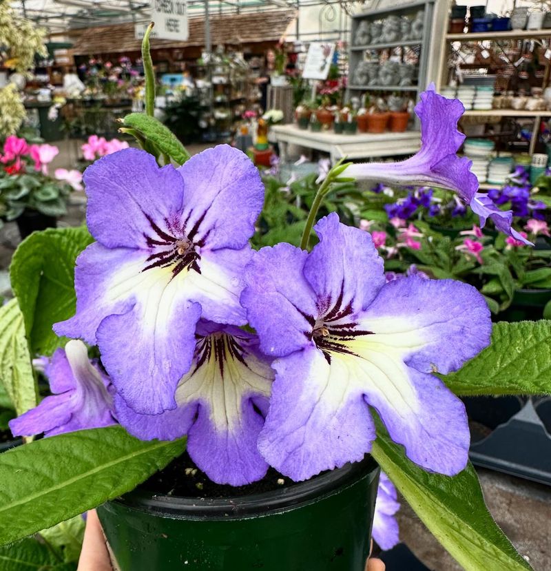 Streptocarpus