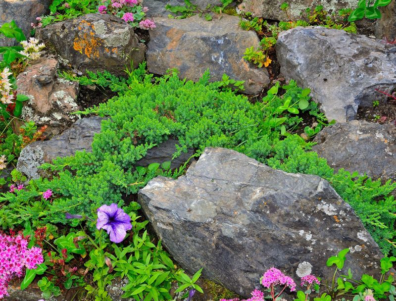 Erosion Control With Creeping Juniper