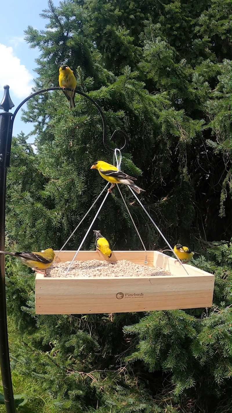Cheerful Bird Feeders