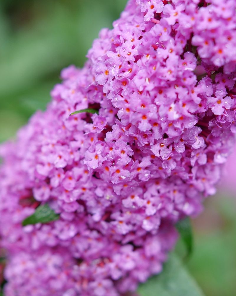 Butterfly Bush: The Pollinator Deceiver