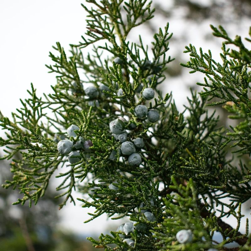 Juniper: The Soil Alkalizer