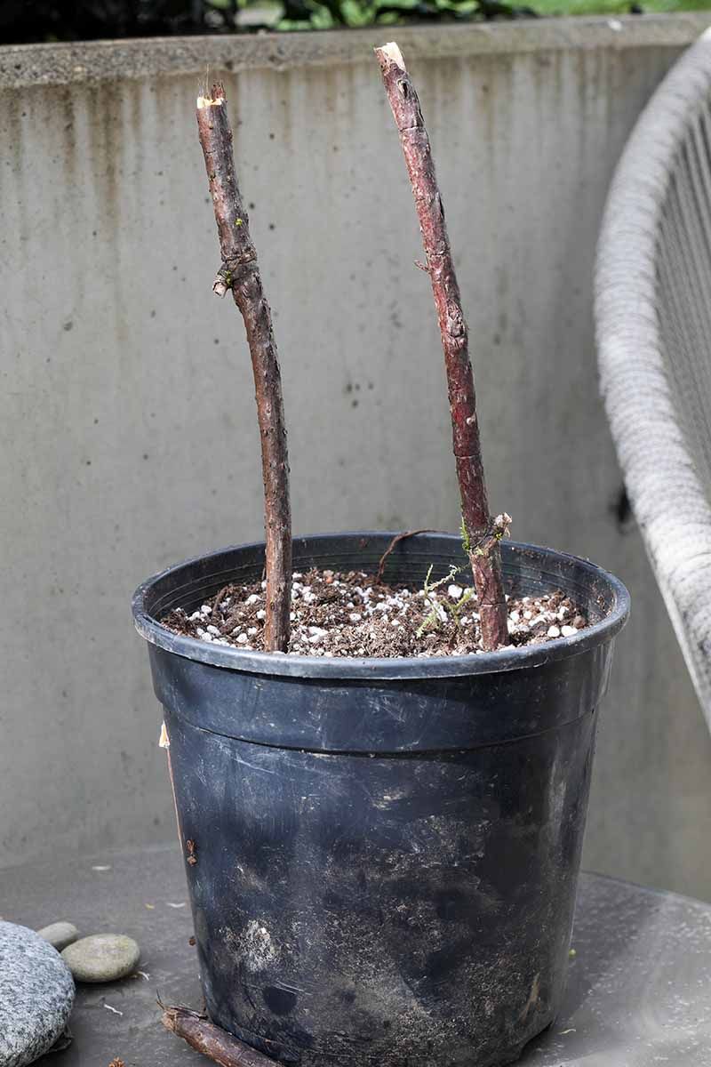 Propagate New Plants Successfully