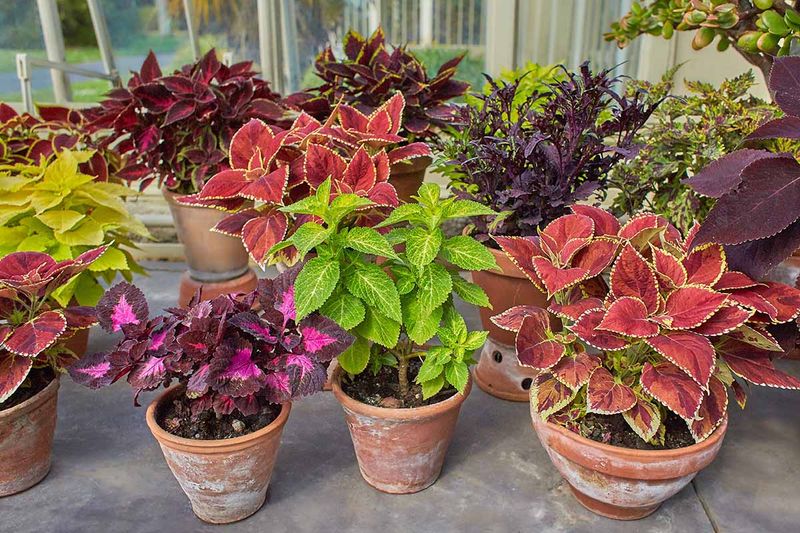 Bold Coleus