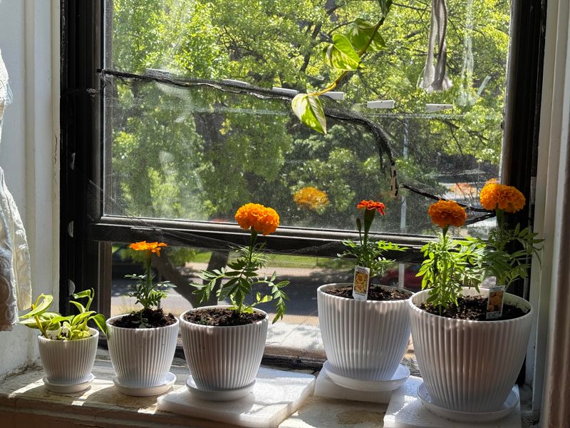 Child-Friendly Sensory Flower Garden
