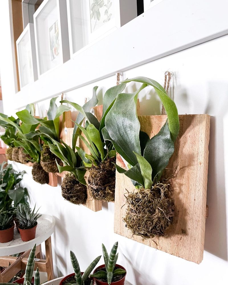 Staghorn Fern Mounts