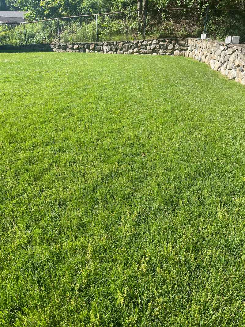 Organic Lawn Care Methods