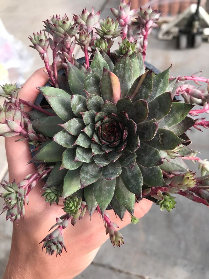 Strategic Leaf Propagation