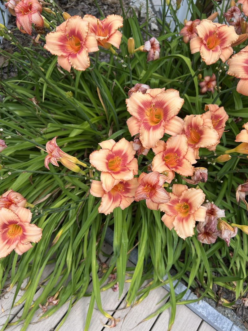 Balanced Fertilization Schedule