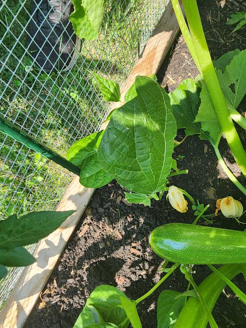 Ideal Growing Conditions