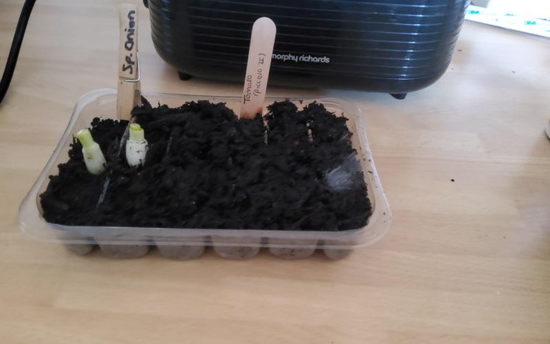 Prepare Growing Medium
