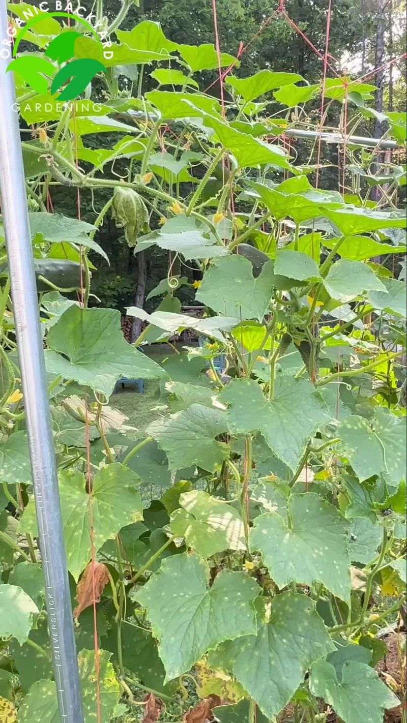 Vertical Trellising Solutions