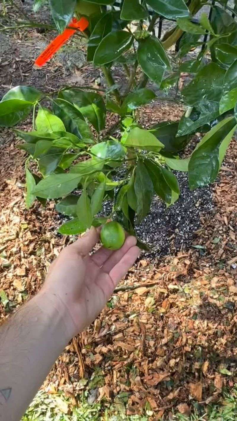 Correct Planting Depth